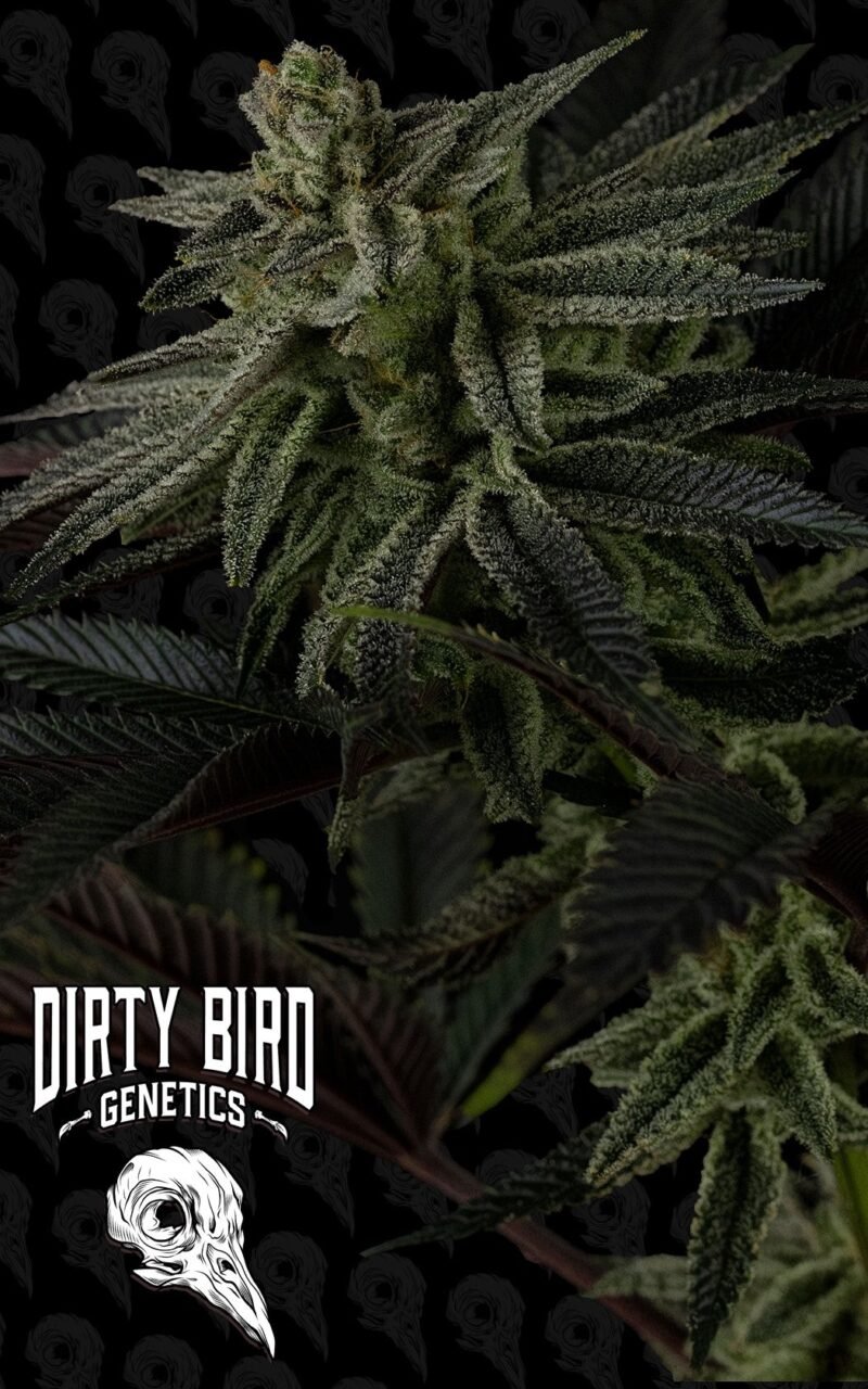 Dirty Bird Genetics Sex Melon