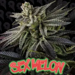 sex melon cannabis seeds by dirty bird genetics