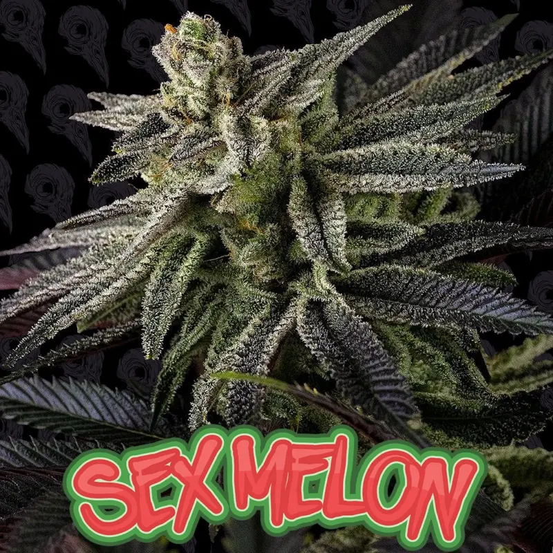 sex melon cannabis seeds by dirty bird genetics