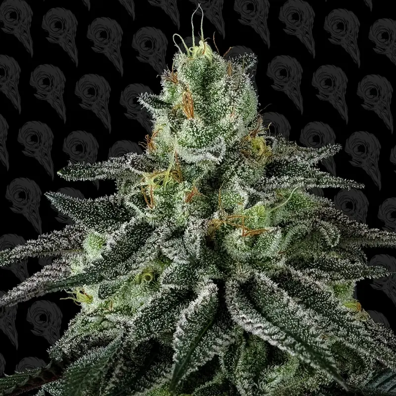 sex melon cannabis seeds by dirty bird genetics