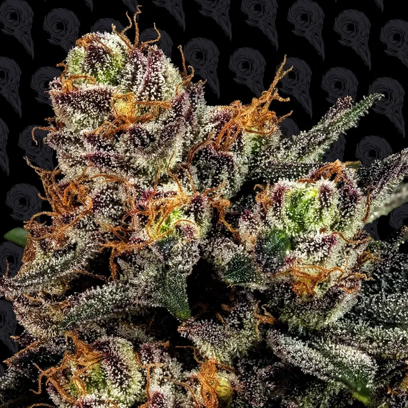 sex melon cannabis seeds by dirty bird genetics