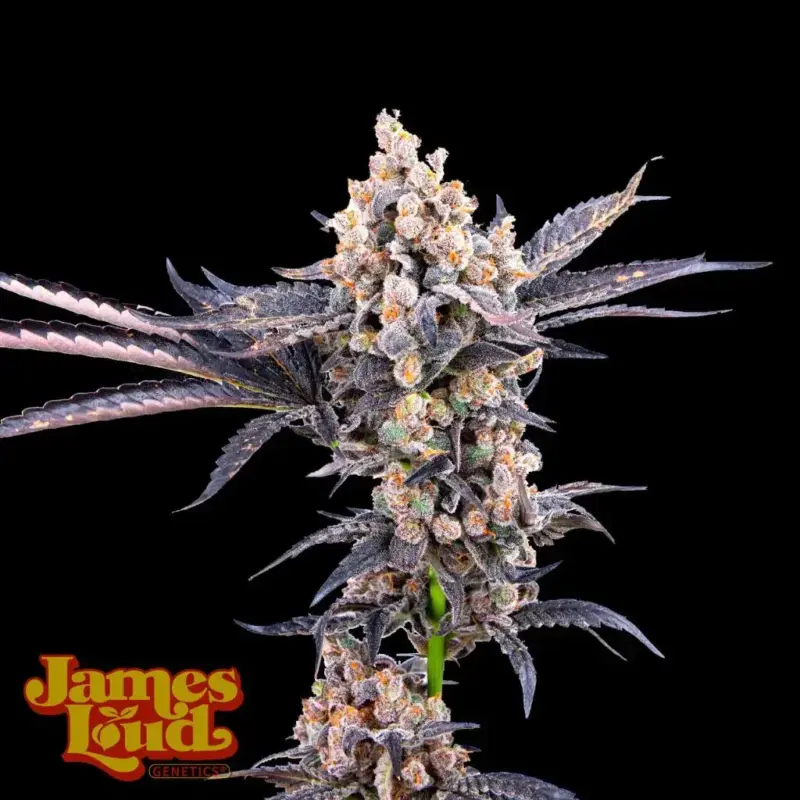 James Loud Genetics > Anvil Gelato Auto