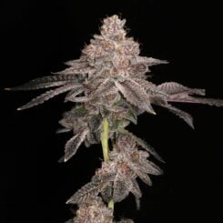 Elev8 Seeds > Prism Marker Cannabis Seeds