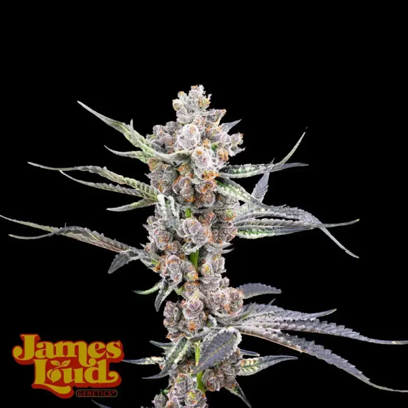 James Loud Genetics > Black Gelato Auto