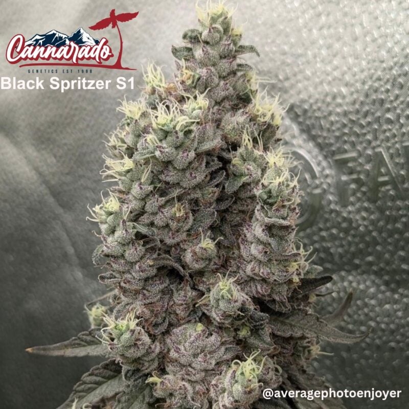 Cannarado Genetics > Black Spritzer S1