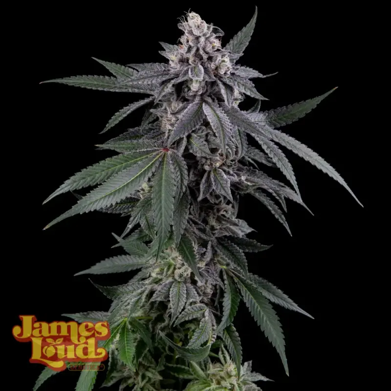 James Loud Genetics > Bleu Runtz