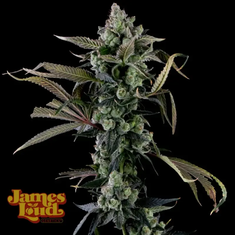 James Loud Genetics > Candy Island