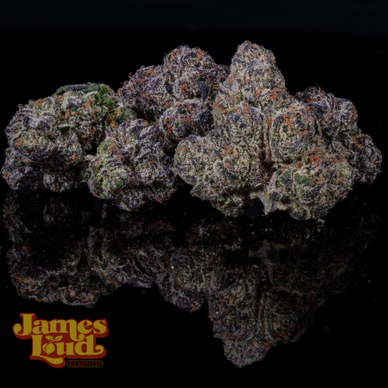 James Loud Genetics > Candy Mayne bud