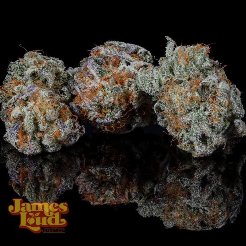 James Loud Genetics . Cereza Bomba bud