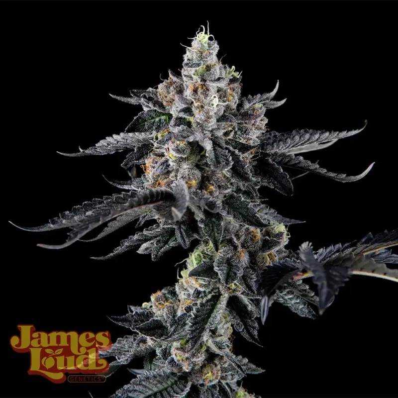 James Loud Genetics > Cereza Bomba