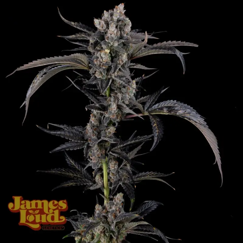 James Loud Genetics > Cherry Cola Auto