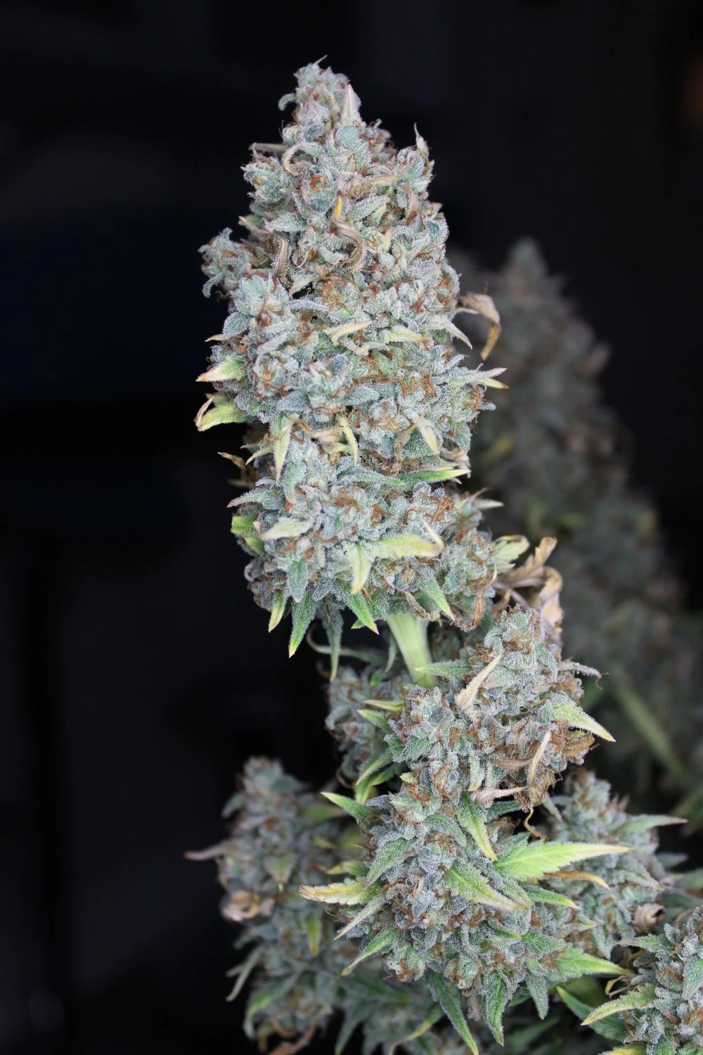 Mephisto Genetics > Double Smile