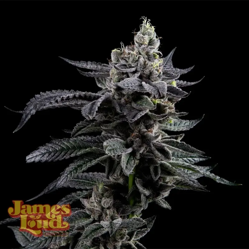 James Loud Genetics > Feel The Rainbow