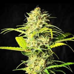 Mango Martini F1 Auto by Babylon Burning Selections