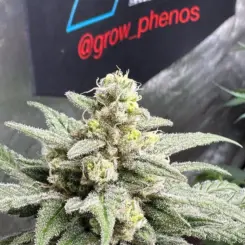 TropiChem Candied Cheese F1 Auto by Babylon Burning Selections