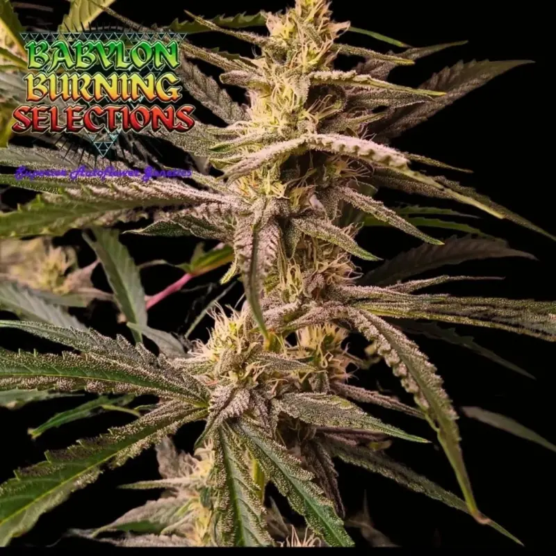 TropiChem Candied Cheese F1 Auto by Babylon Burning Selections