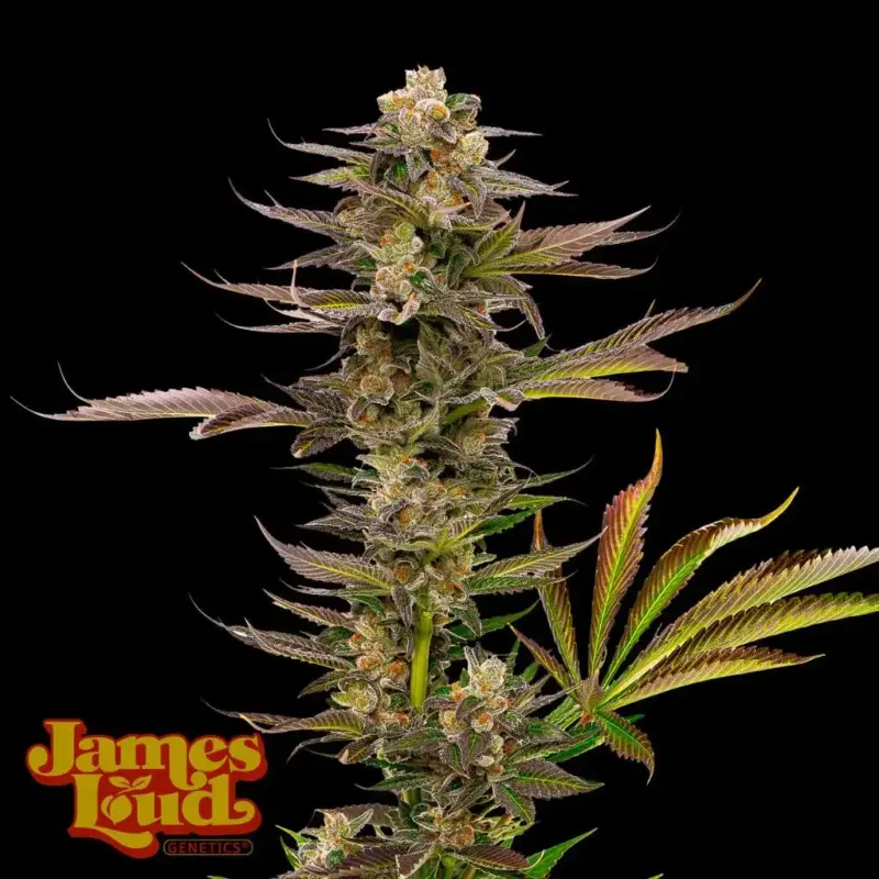 James Loud Genetics > Guavalato Auto