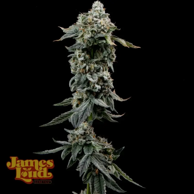 James Loud Genetics > Heavy Z