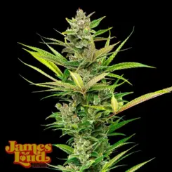 James Loud Genetics > Jah Fada