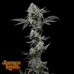 James Loud Genetics > Loud Red Zeppelin