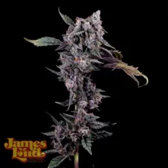 James Loud Genetics > Mystic Mountain Blueberry