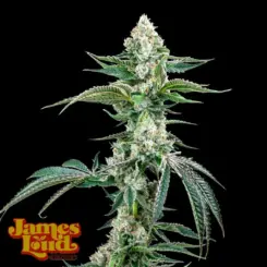 James Loud Genetics > OG Kush Auto F4 IBL