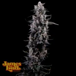 James Loud Genetics > Sour Grape Diesel