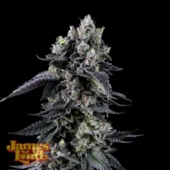 James Loud Genetics > Zour Diesel