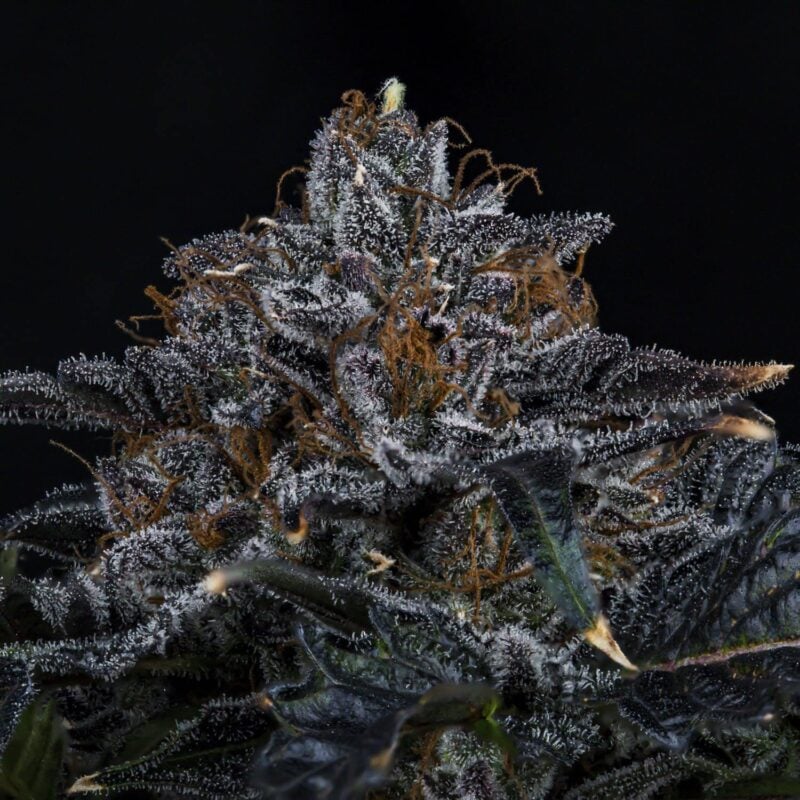 Mephisto Genetics > Appletizer Auto