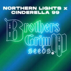 Brothers Grimm Seeds Northern Lights x Cinderella 99 tester