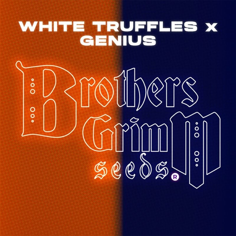 Brothers Grimm Seeds White Truffles x Genius Tester