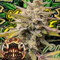 Scarlet Z's F1 Auto by Babylon Burning Selections