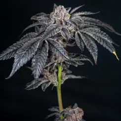 Elev8 Seeds > Inked Up Cherries Cannabis Seeds