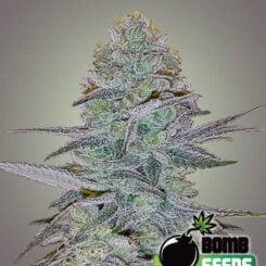 Bomb Seeds > Cosmic Bomb Auto