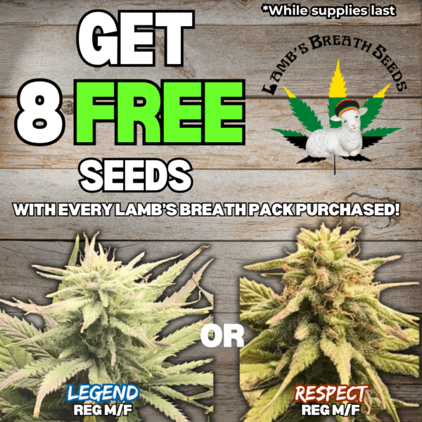 Lamb's Breath Seeds's promotional image