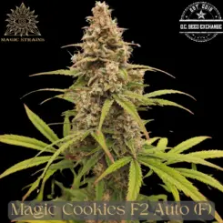 Magic Strains > Magic Cookies F2 Auto