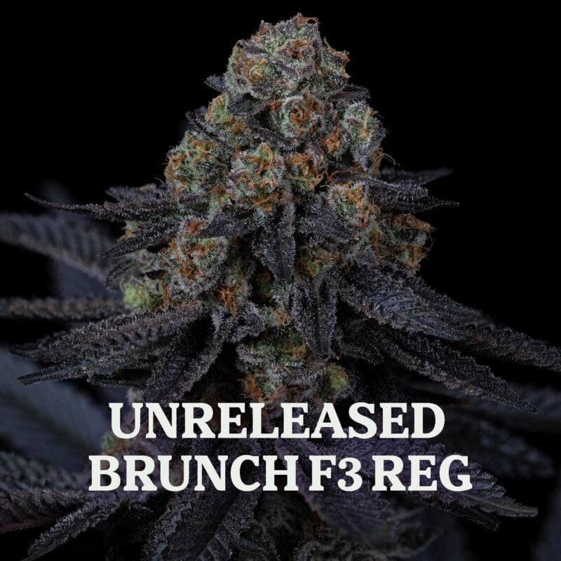 Dirty Bird Genetics > Brunch F3