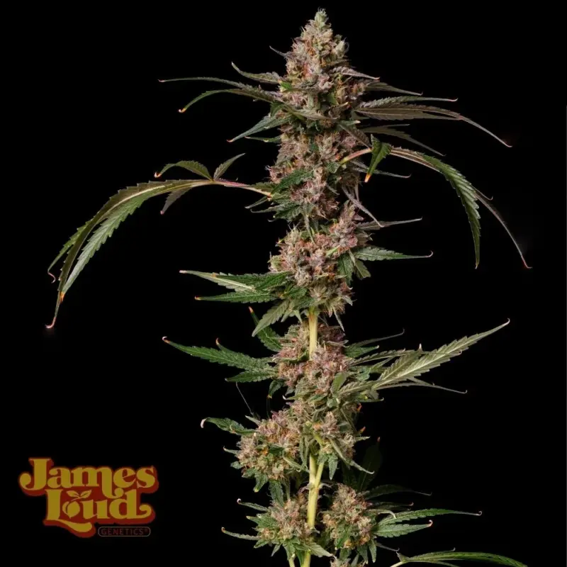 James Loud Genetics > Banana Punch Gelato Auto