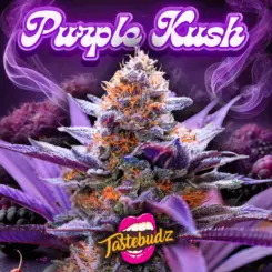 Purple Kush by Tastebudz