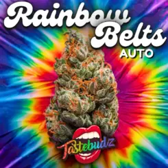 Rainbow Belts Auto by Tastebudz