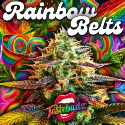 Rainbow Belts by Tastebudz