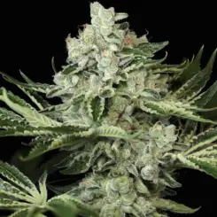 Snow-G by Twenty 20 cannabis seeds