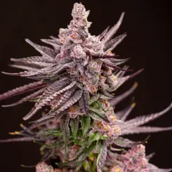 coral sky feminized cannabis seeds by lovin in her eyes