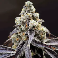 marsquake feminized cannabis seeds by lovin in her eyes