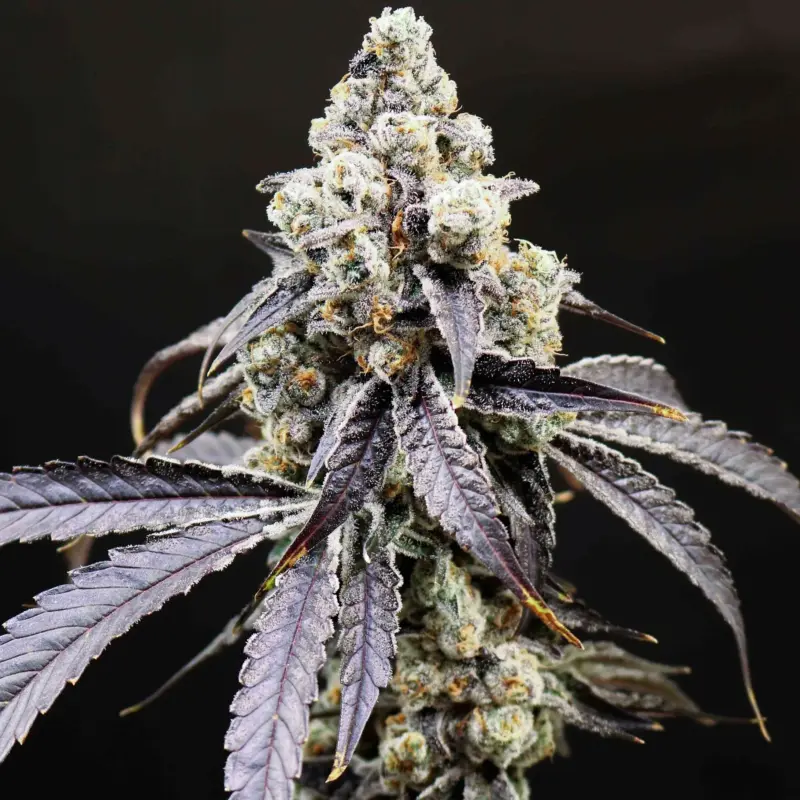 marsquake feminized cannabis seeds by lovin in her eyes