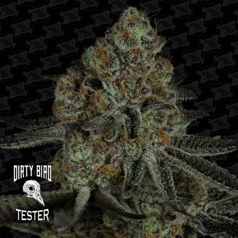 Dirty Bird Genetics > Platinum Pool Girl TESTER