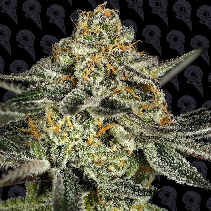 platinum pool girl cannabis seeds by dirty bird genetics