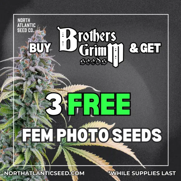 Brothers Grimm Seeds's logo or representative image