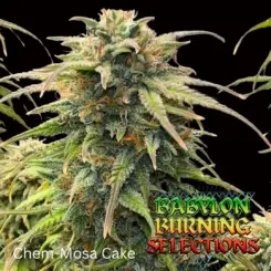 Babylon Burning Selections > Chem-Mosa Cake BX 1 Auto