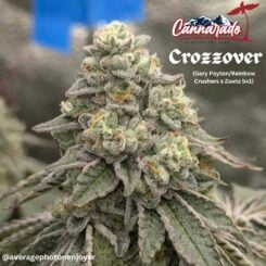 Cannarado Genetics > Crozzover